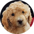 Labradoodles Oploo