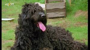 De hond Whiskey van de familie Flodder - ras Bouvier