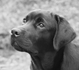 Timouron Labrador Retrievers