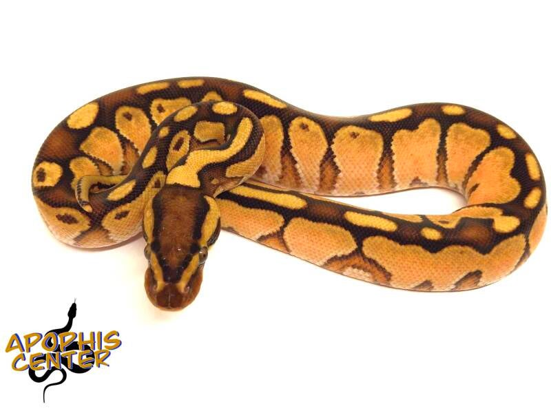 Special Enchi Het Hypo