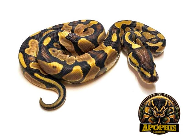 Enchi DH Hypo Piebald