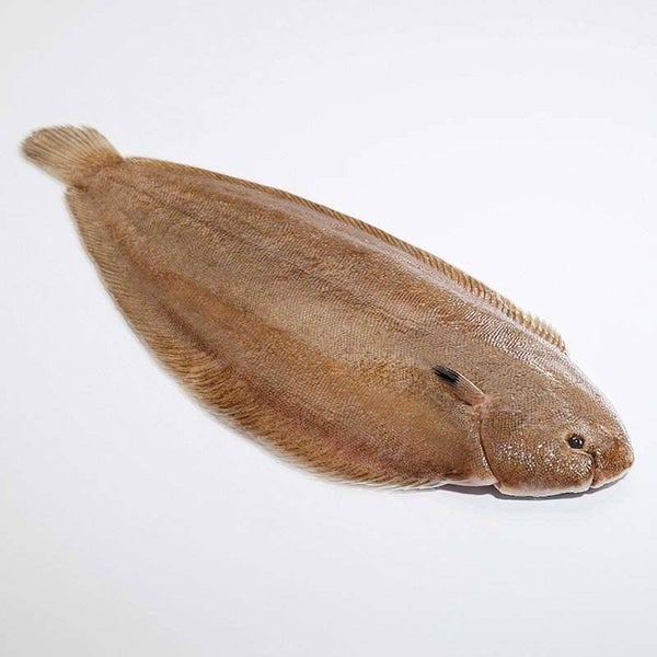 Nordsee Seezunge 10 KG pro Seezunge 400 - 500 g