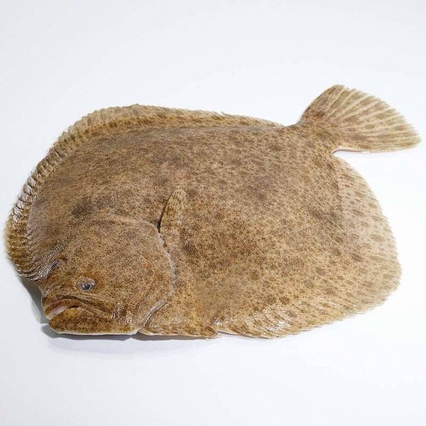 Steinbutt ganz 400-600 g