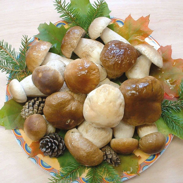 STAHL Steinpilze ganz Klasse I 1 kg