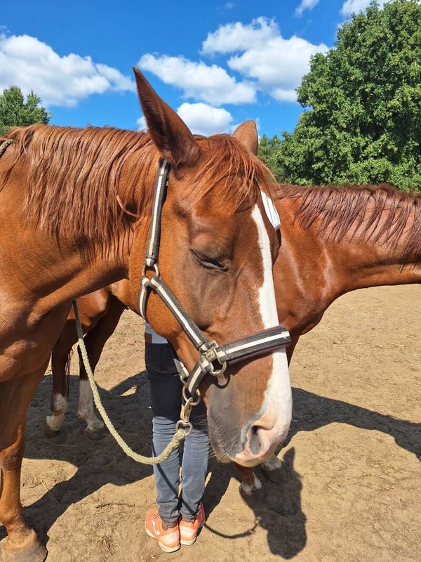 Workshop - shiatsu voor "moody mares" - 22/11