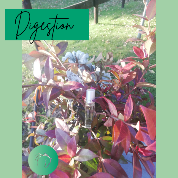 Ondersteuning spijsvertering