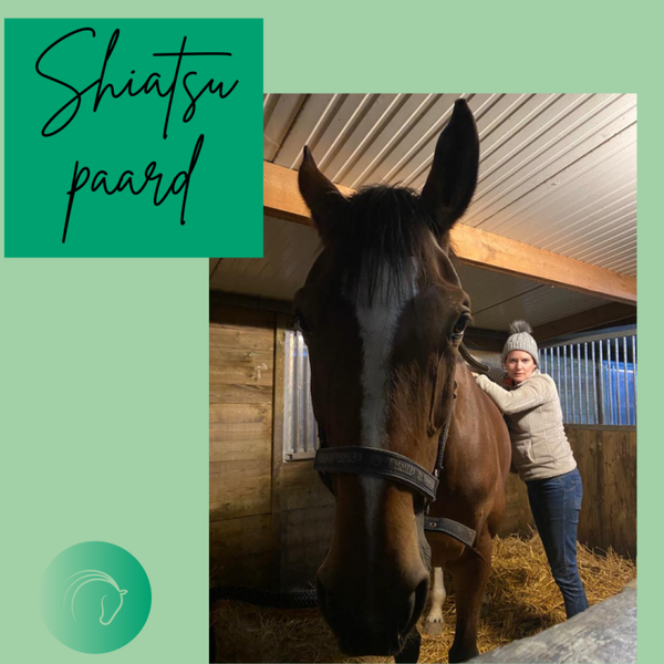 Promo - shiatsu massage paard