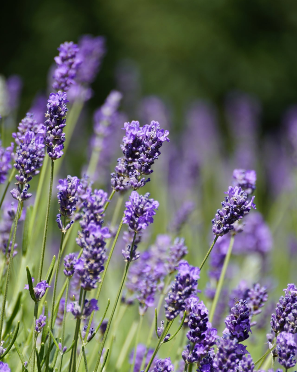 Pflanzenflüstern Juli - Lavendel - Die Pflanze der Stille
