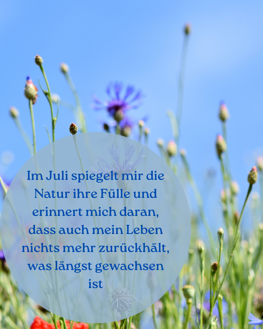 „Monatsaffirmation Mai – Pflanzenflüstern