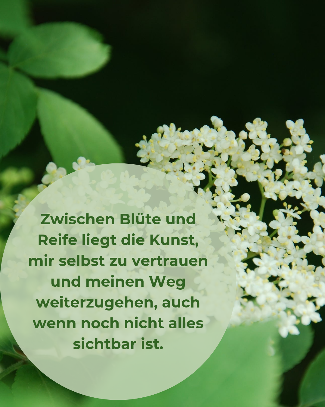 „Monatsaffirmation Mai – Pflanzenflüstern