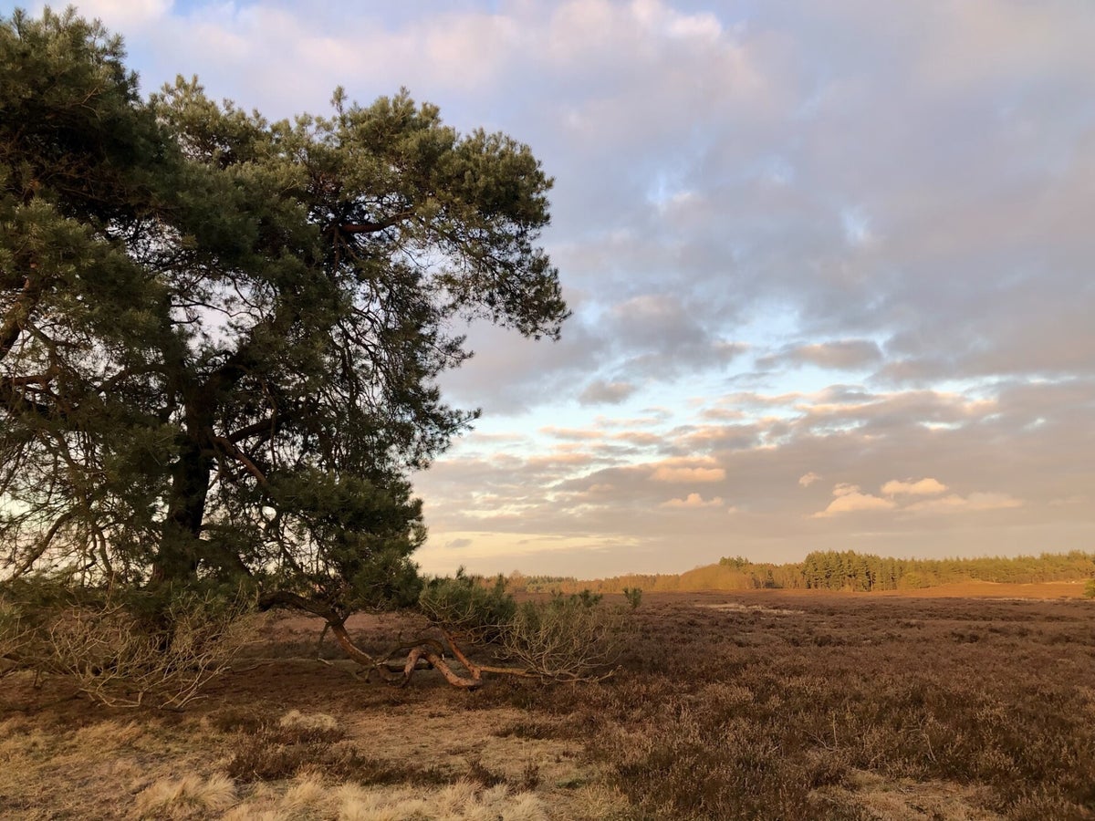 Door de bomen het bos weer zien. / Blog | Balanzeren