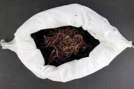 Pieren / Dendrobeana