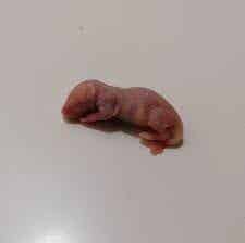 Pinkie muis diepvries