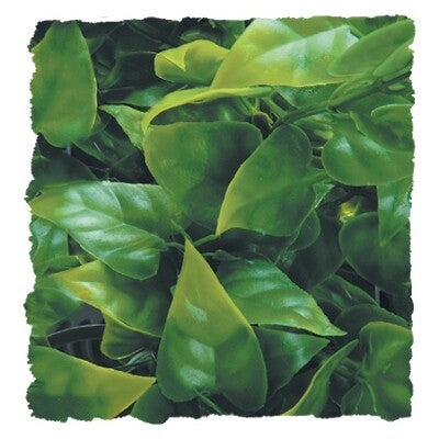 Zoo Med Mexican Phyllo