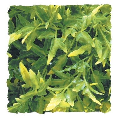 Zoo Med  Bolivian Croton