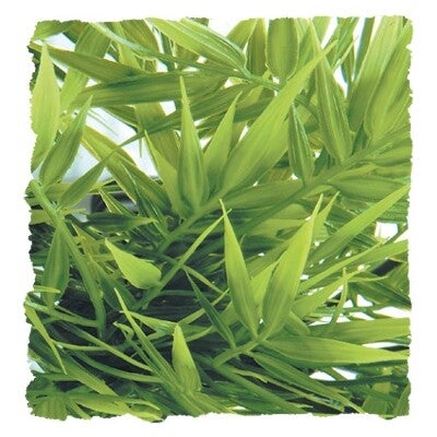 Zoo Med Madagascar Bamboo