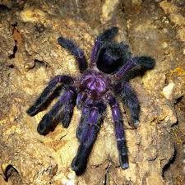 Avicularia Purpurea