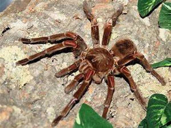 Goliathspin (Theraphosa Blondi )