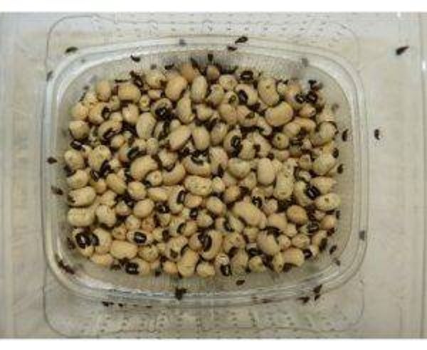 Bonenkevers per bakje