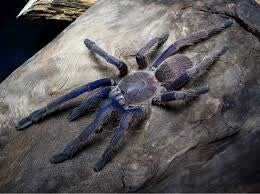Chilobrachys sp. Blue Vietnam