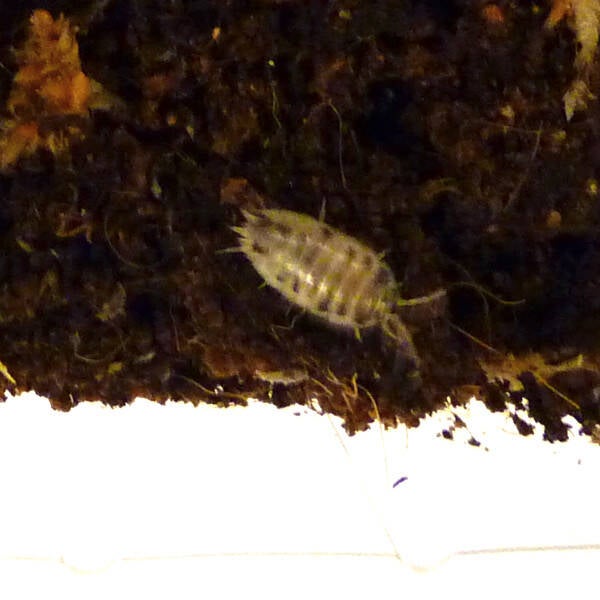 Porcellio laevis “dairy cow (Trop.pissebed)