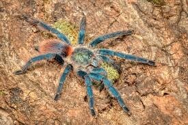 Dolichothele diamantinensis