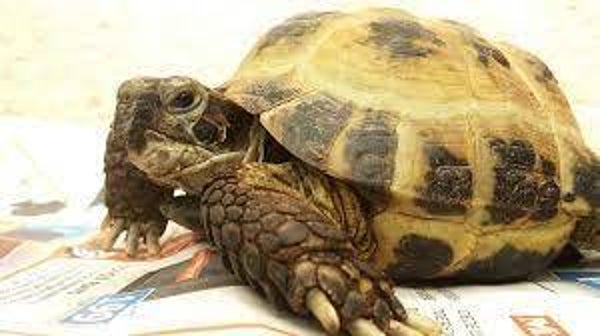 Testudo Horsfieldii ( nu 5-7cm ) levertijd circa 1 week