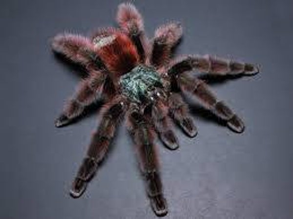 Caribena Versicolor