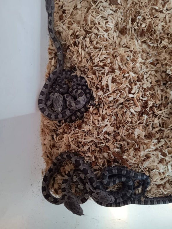 Pantherophis osoleta quadrivittata (gele rattenslang