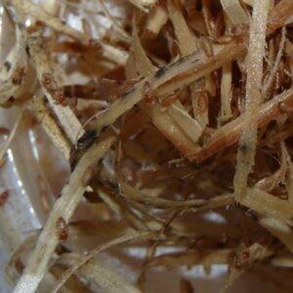 Fruitvliegen per bakje