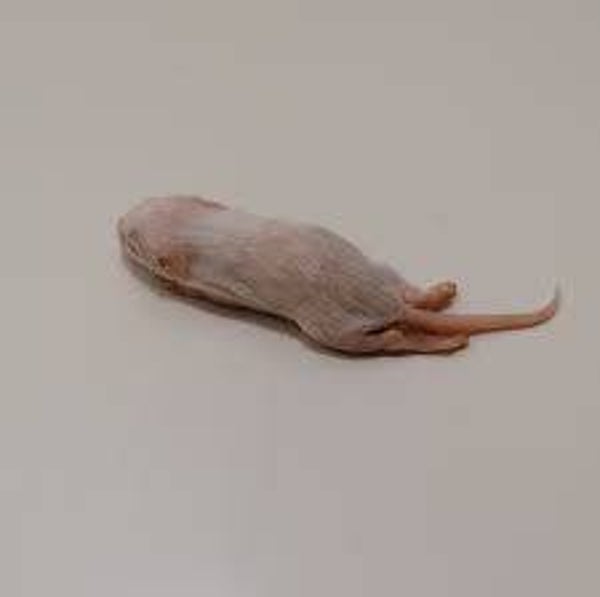 fuzzy muis diepvries