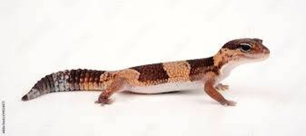 Hemitheconyx caudicinctus ( Afrikaanse vetstaartgekko )