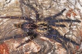 Heterothele gabonensis