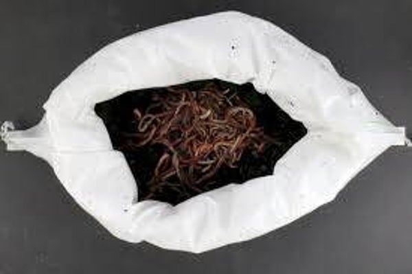 Pieren / Dendrobeana