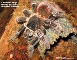 Lasiodora subcanens