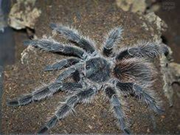 Lasiodora Parahybana