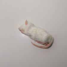 rat 120-180 gram diepvries