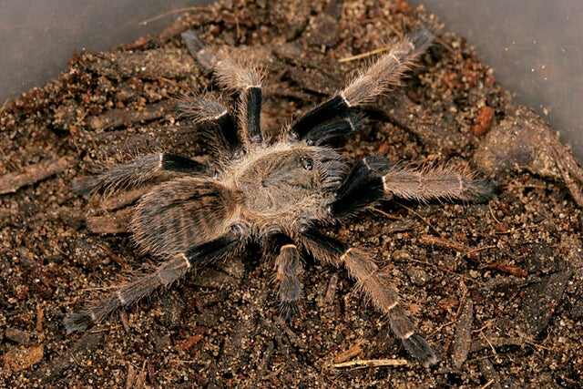 Ornithoctonus sp. Surat Thani