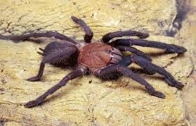 Orphnaecus sp. Quezon