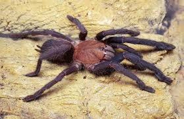 Orphnaecus sp. Quezon