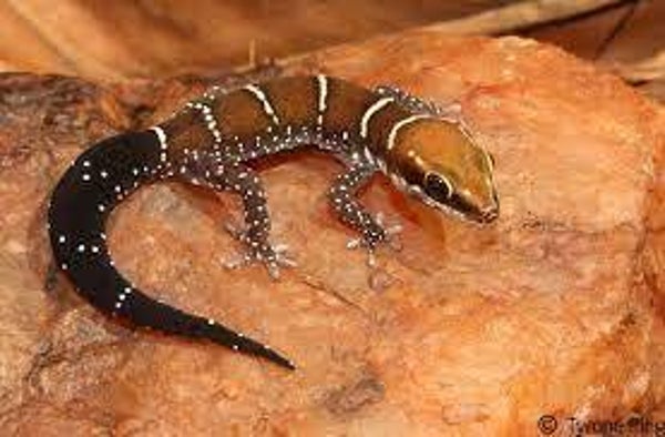 Pachydactylus tigrinus / tijger gekko