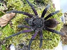 Pamphobeteus sp. Cascada