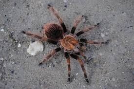 Pamphobeteus sp. Mascara