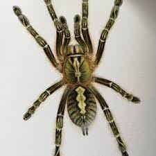 Poeciliteria Rufilata