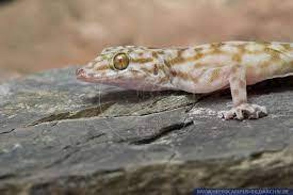 ptyodactylus Ragazzii