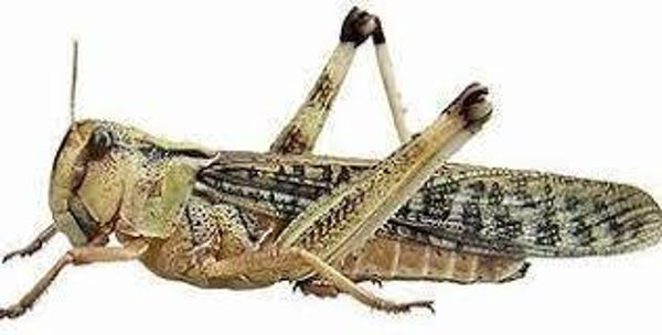 Sprinkhanen per bakje