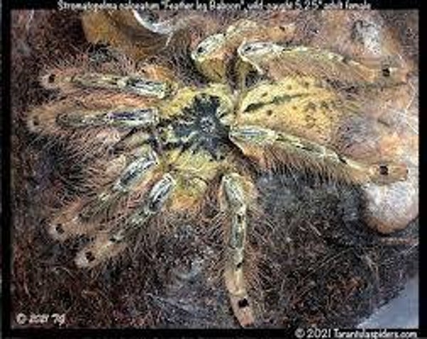 Stromatopelma Calceatum