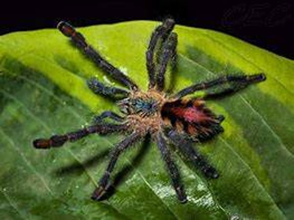 ybyrapora diversipes