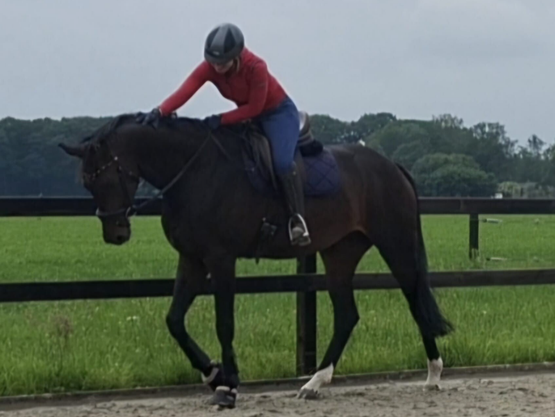Young Horse trainer, zadelmak maken, ground work trainer, TRT Method, Tristan Tucker