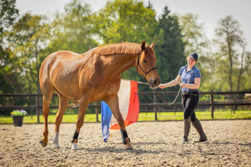 Young horse trainer, Horsemanship trainer, groundwork trainer, TRT Method trainer, Tristan Tucker, zadelmak maken